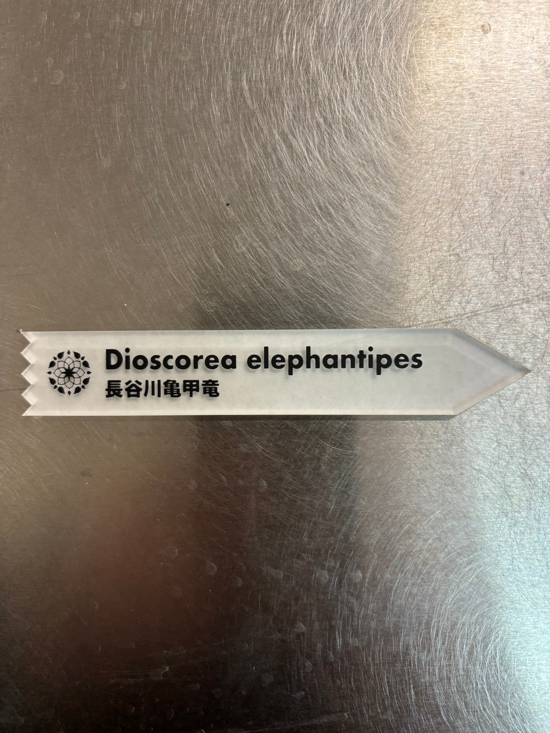 長谷川亀甲竜14