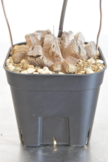 長谷川亀甲竜17