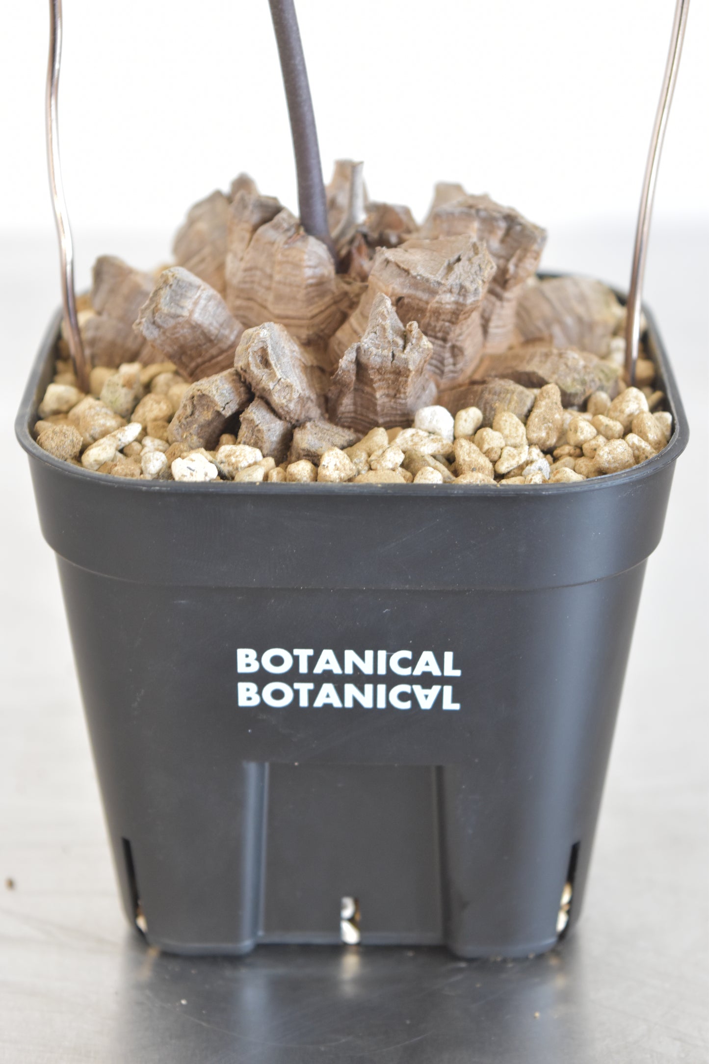 長谷川亀甲竜17