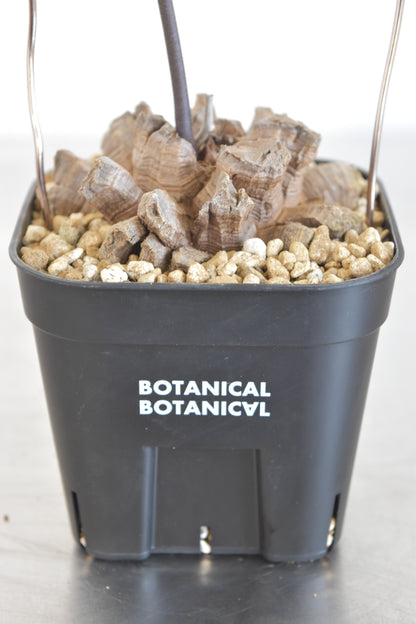 長谷川亀甲竜17