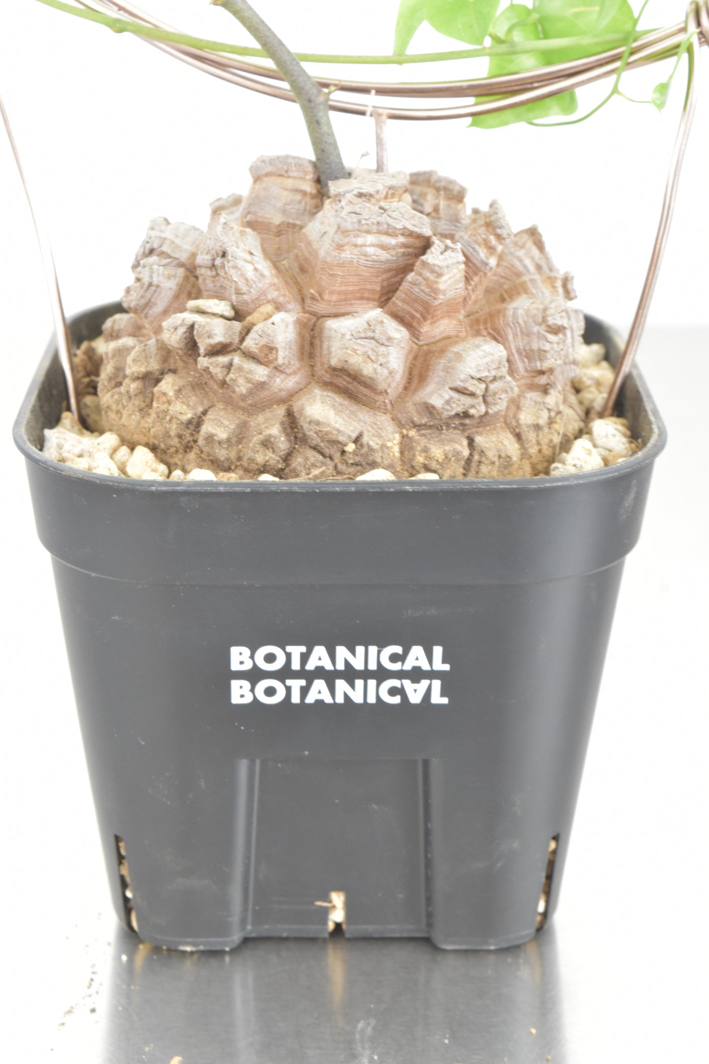 長谷川亀甲竜31