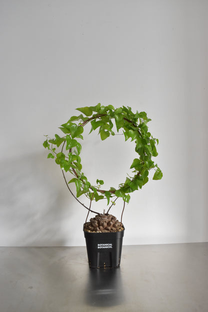 長谷川亀甲竜41