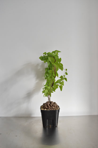 長谷川亀甲竜41