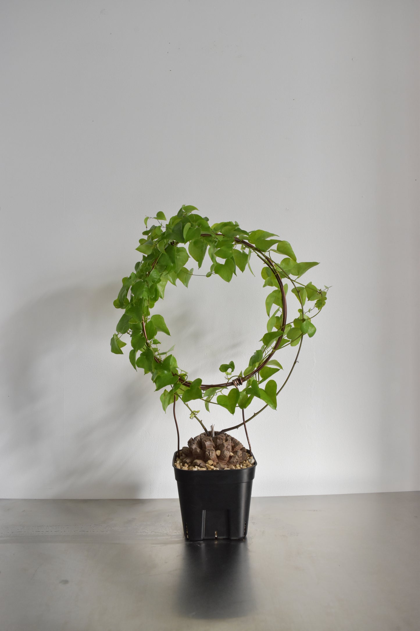 長谷川亀甲竜41