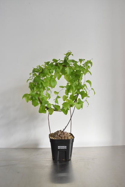 長谷川亀甲竜36