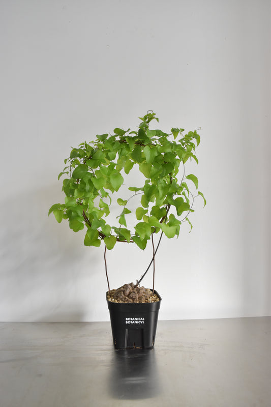 長谷川亀甲竜36