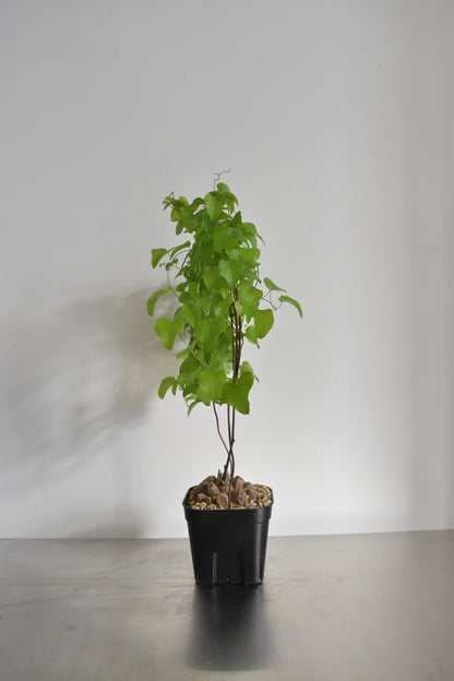 長谷川亀甲竜36