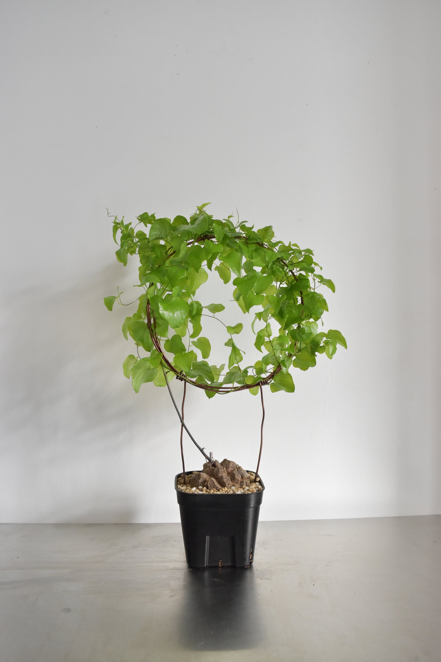 長谷川亀甲竜36