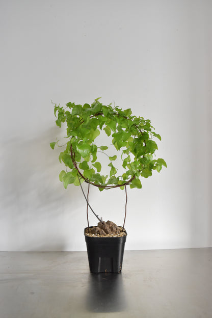 長谷川亀甲竜36