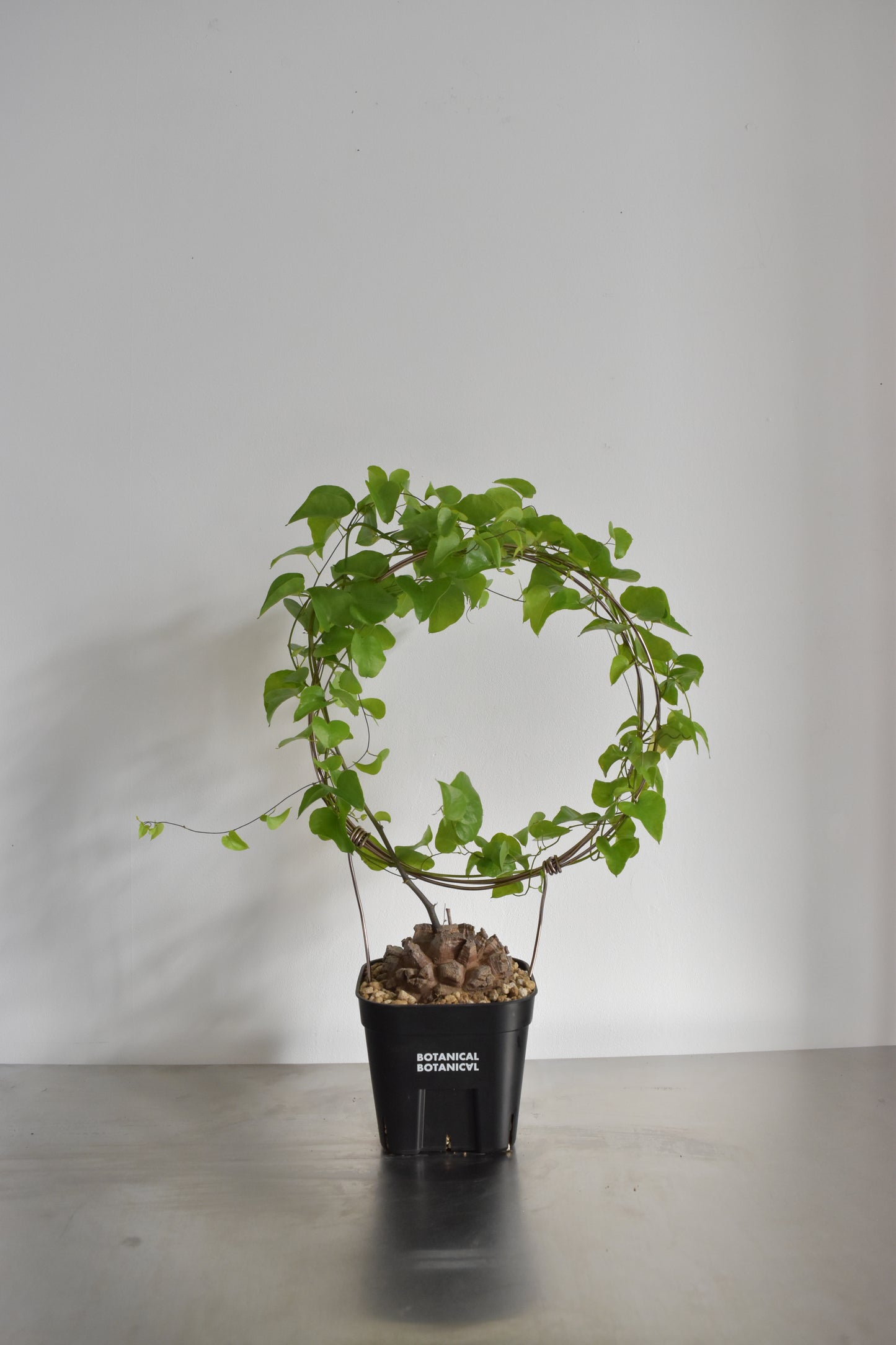 長谷川亀甲竜31