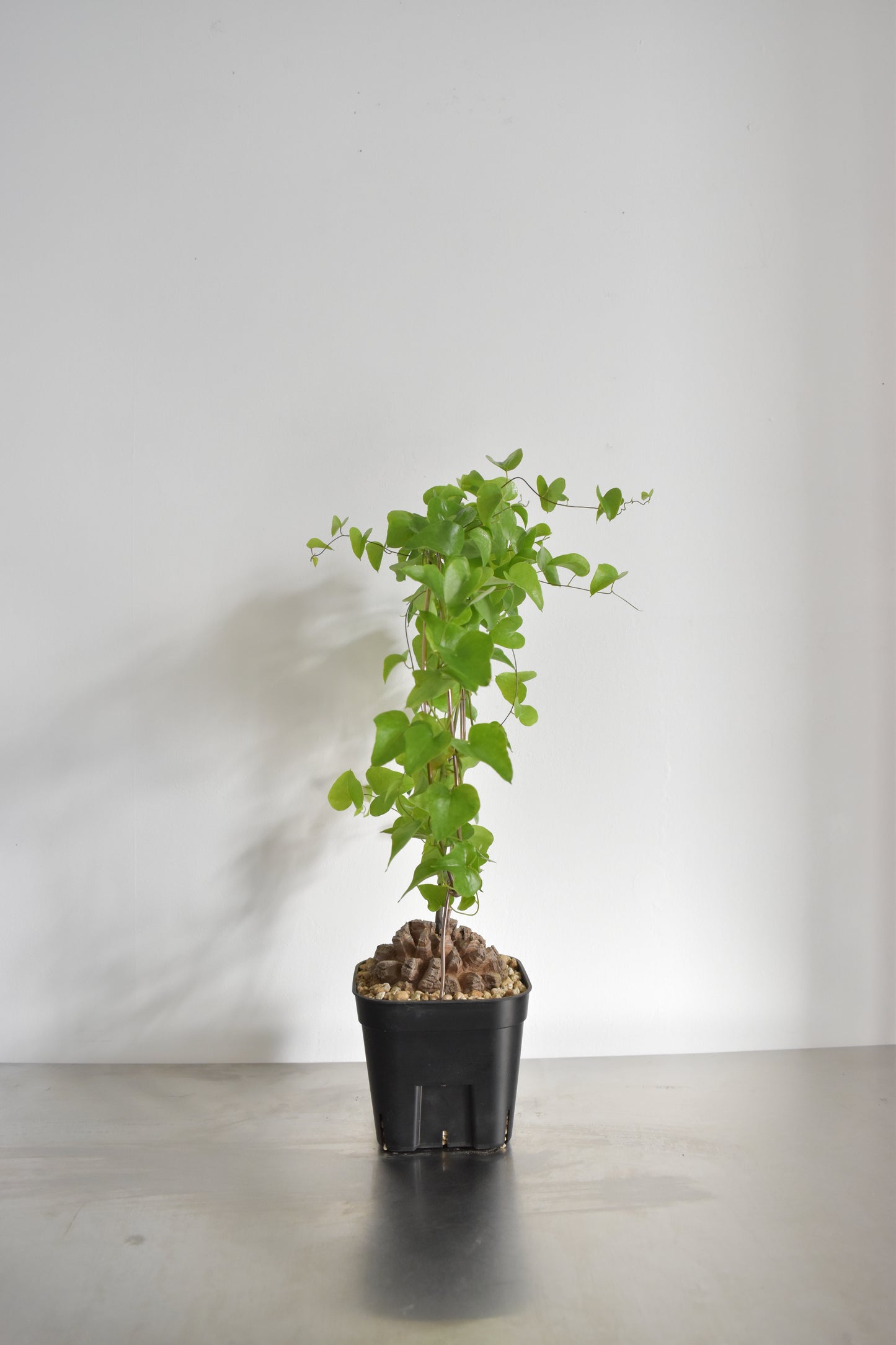 長谷川亀甲竜31