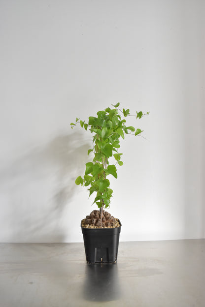 長谷川亀甲竜31