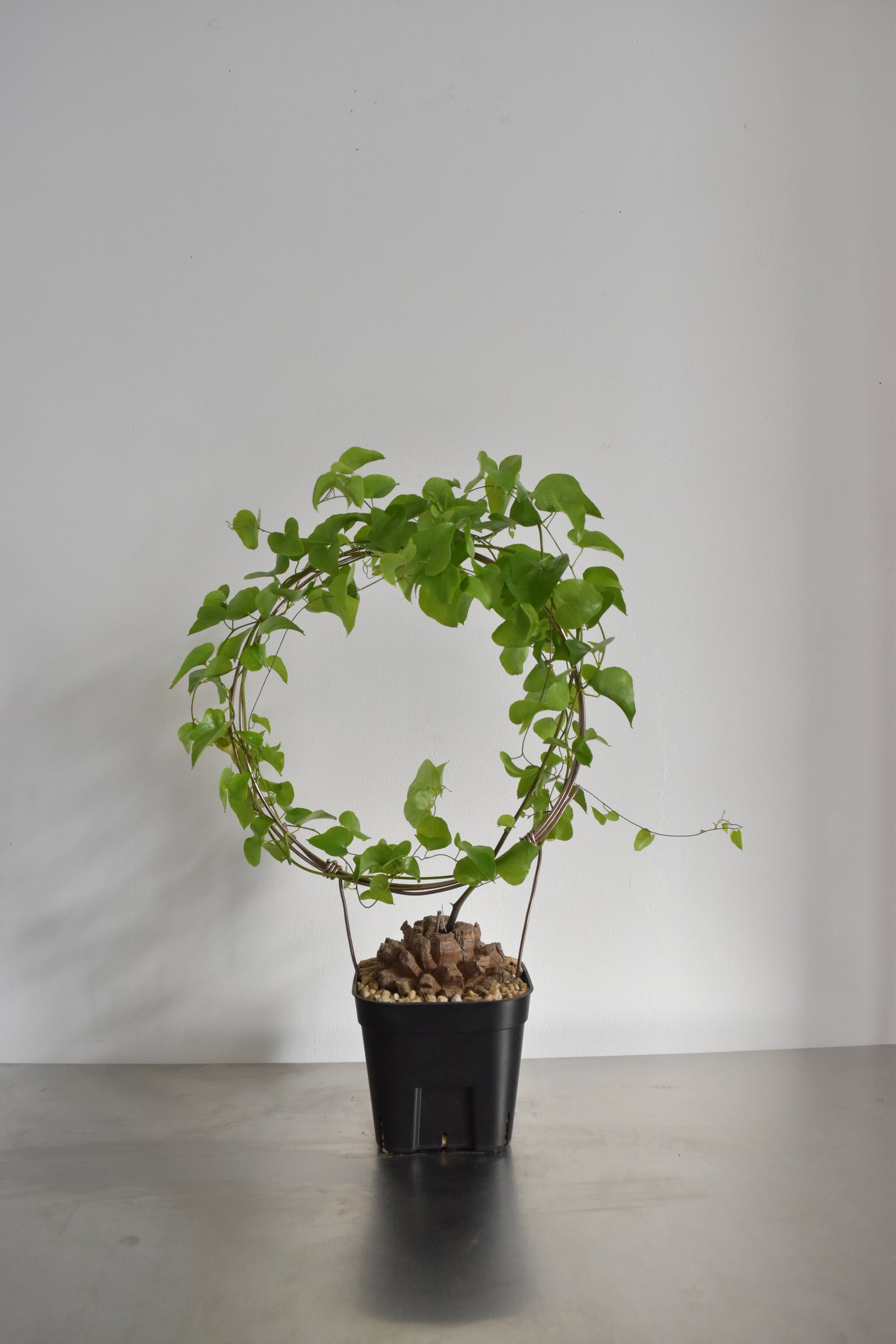 長谷川亀甲竜31