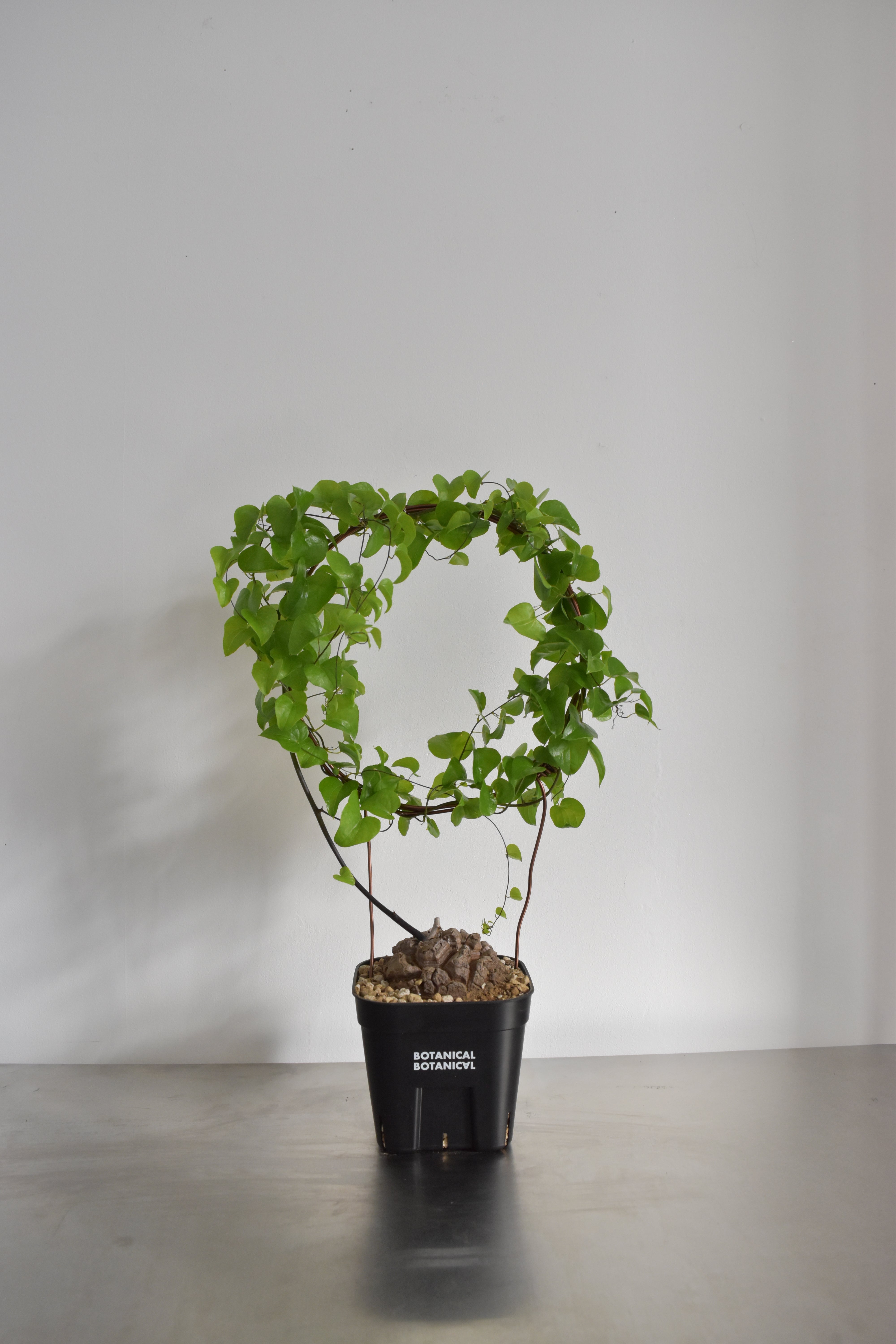 BOTANICAL BOTANAICAL ONLINE SHOP – BOTANICAL BOTANICAL