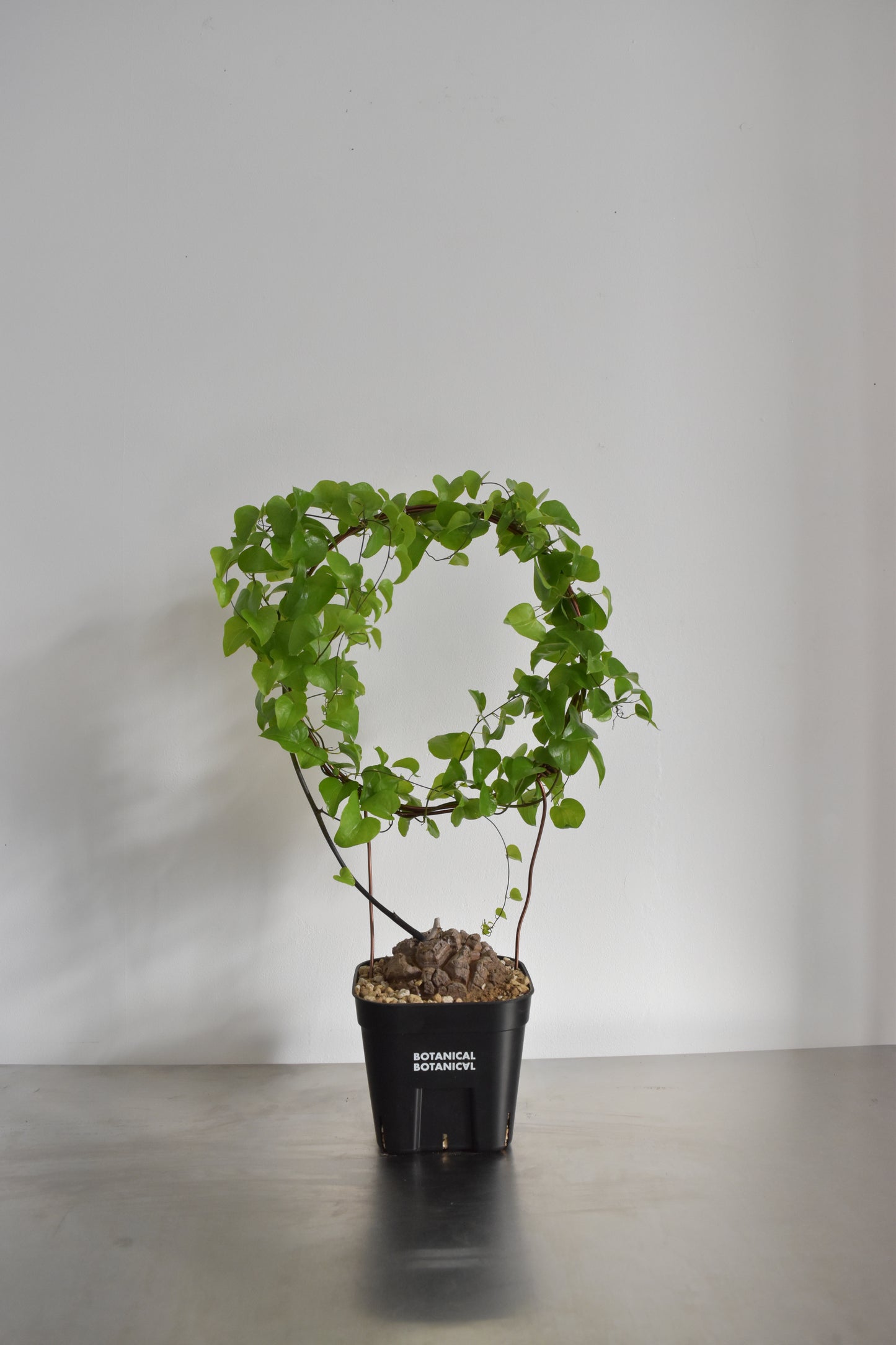 長谷川亀甲竜50