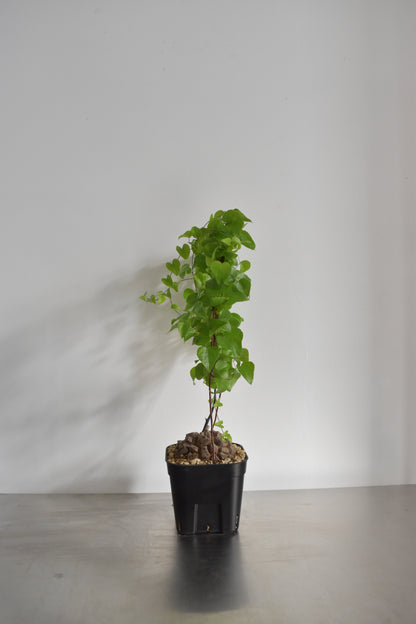 長谷川亀甲竜50