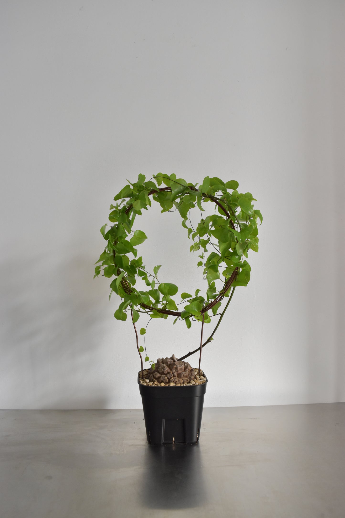 長谷川亀甲竜50