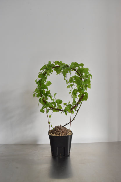 長谷川亀甲竜50