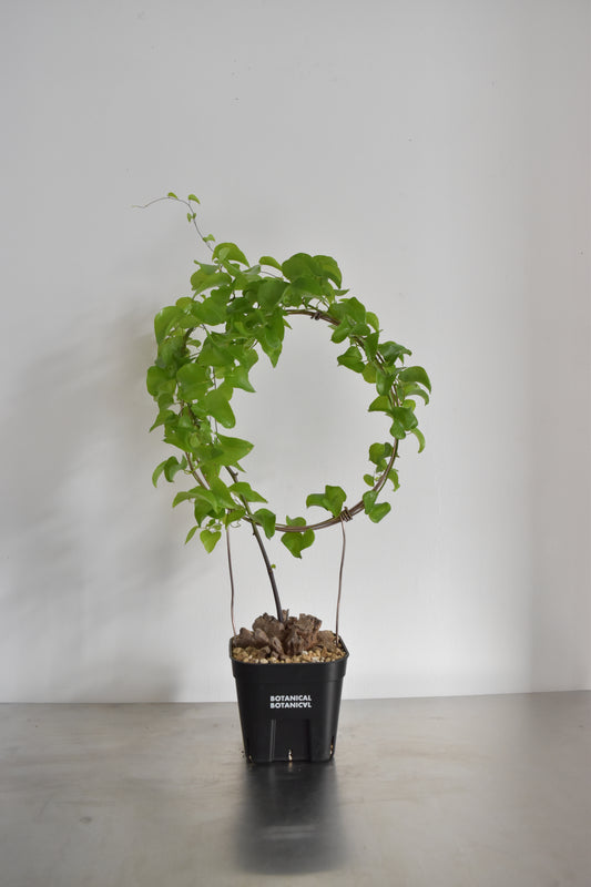 長谷川亀甲竜17