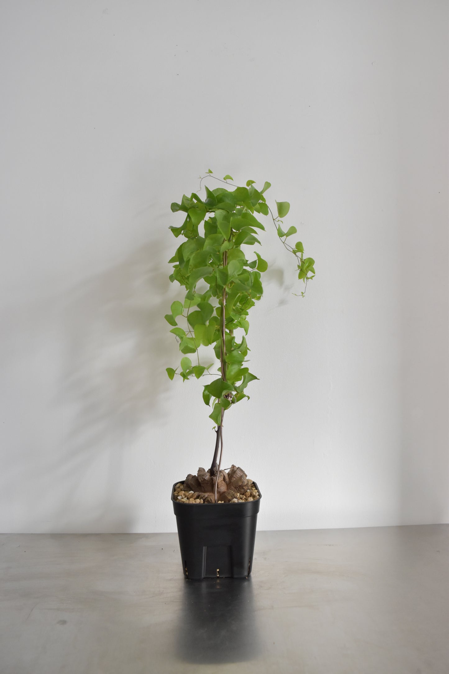 長谷川亀甲竜17