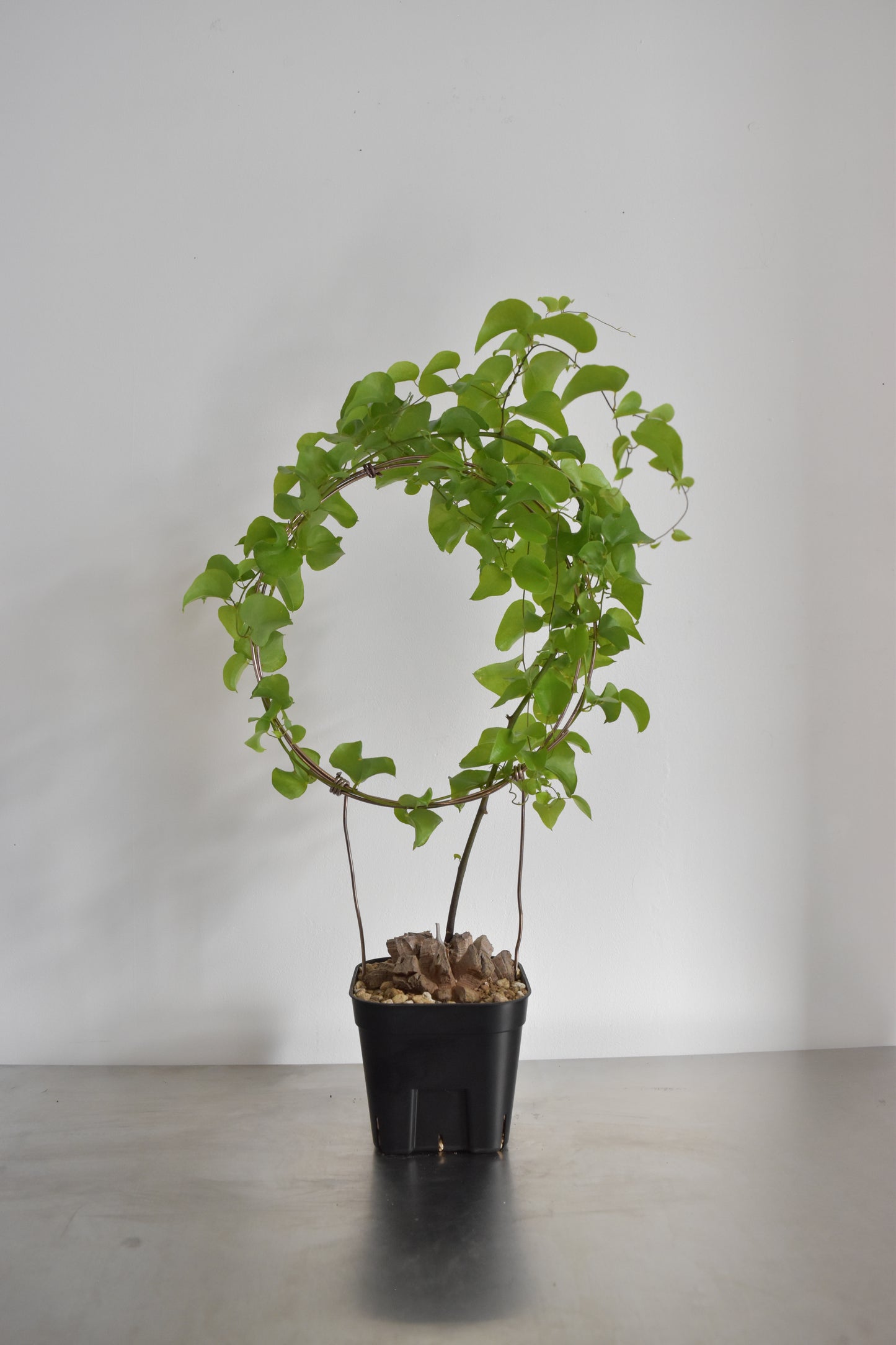 長谷川亀甲竜17