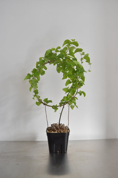 長谷川亀甲竜17