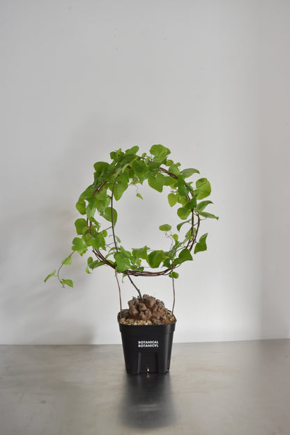 長谷川亀甲竜44