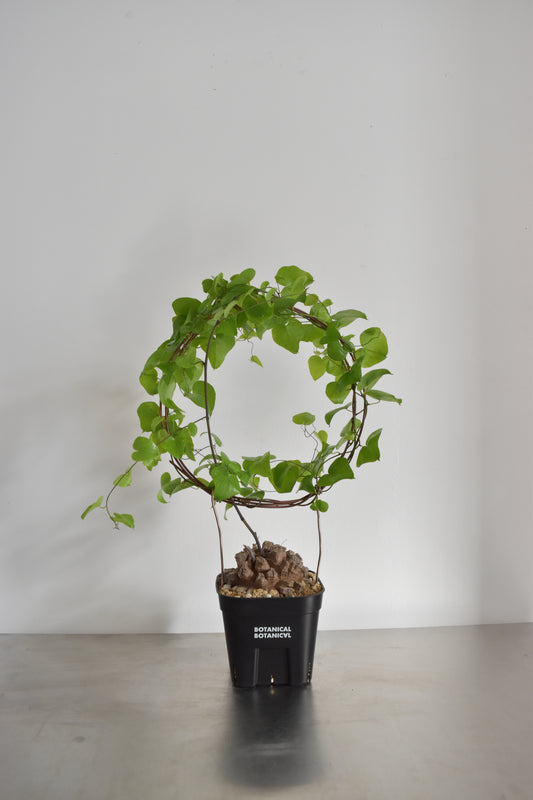 長谷川亀甲竜44