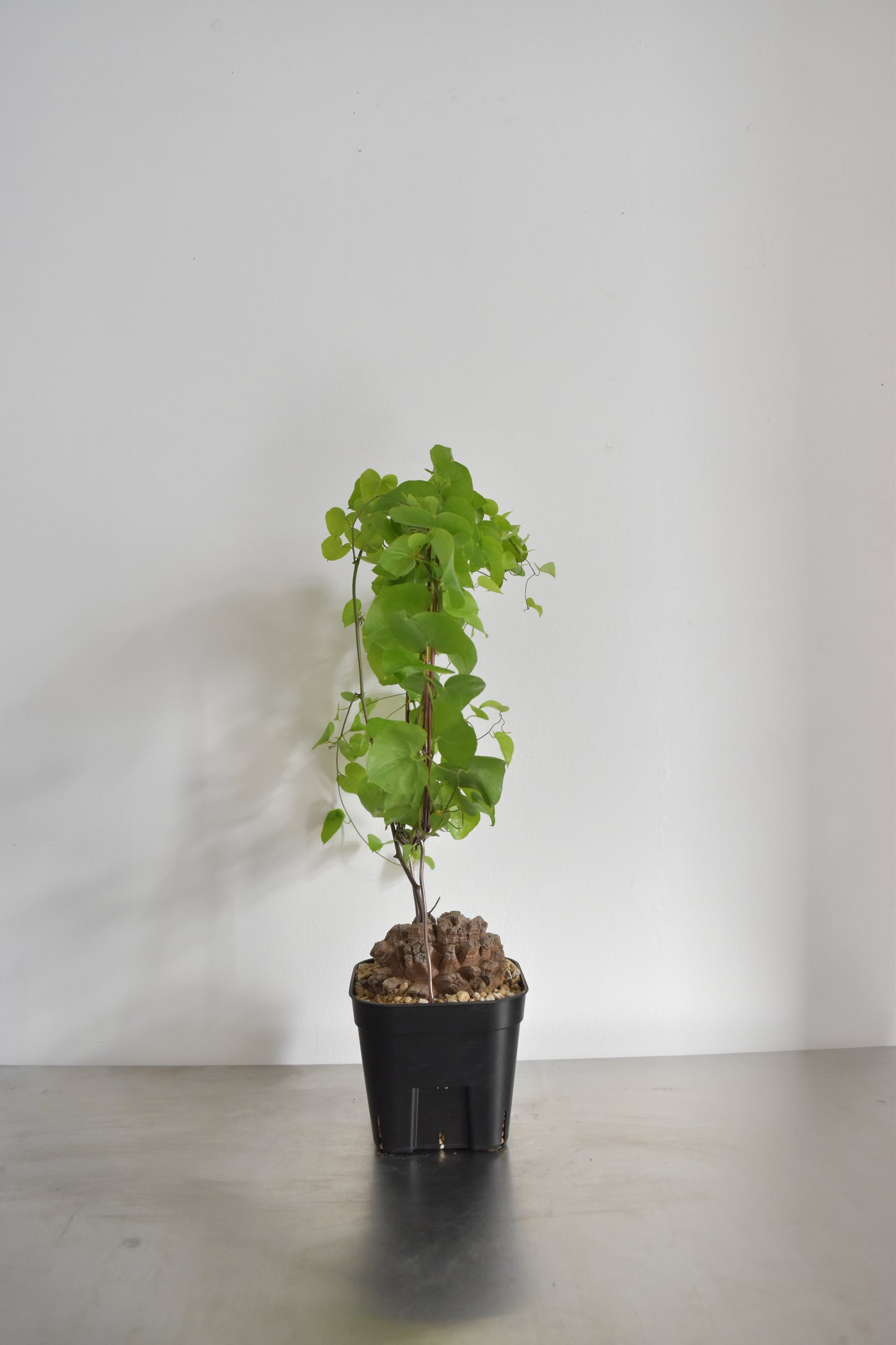 長谷川亀甲竜44