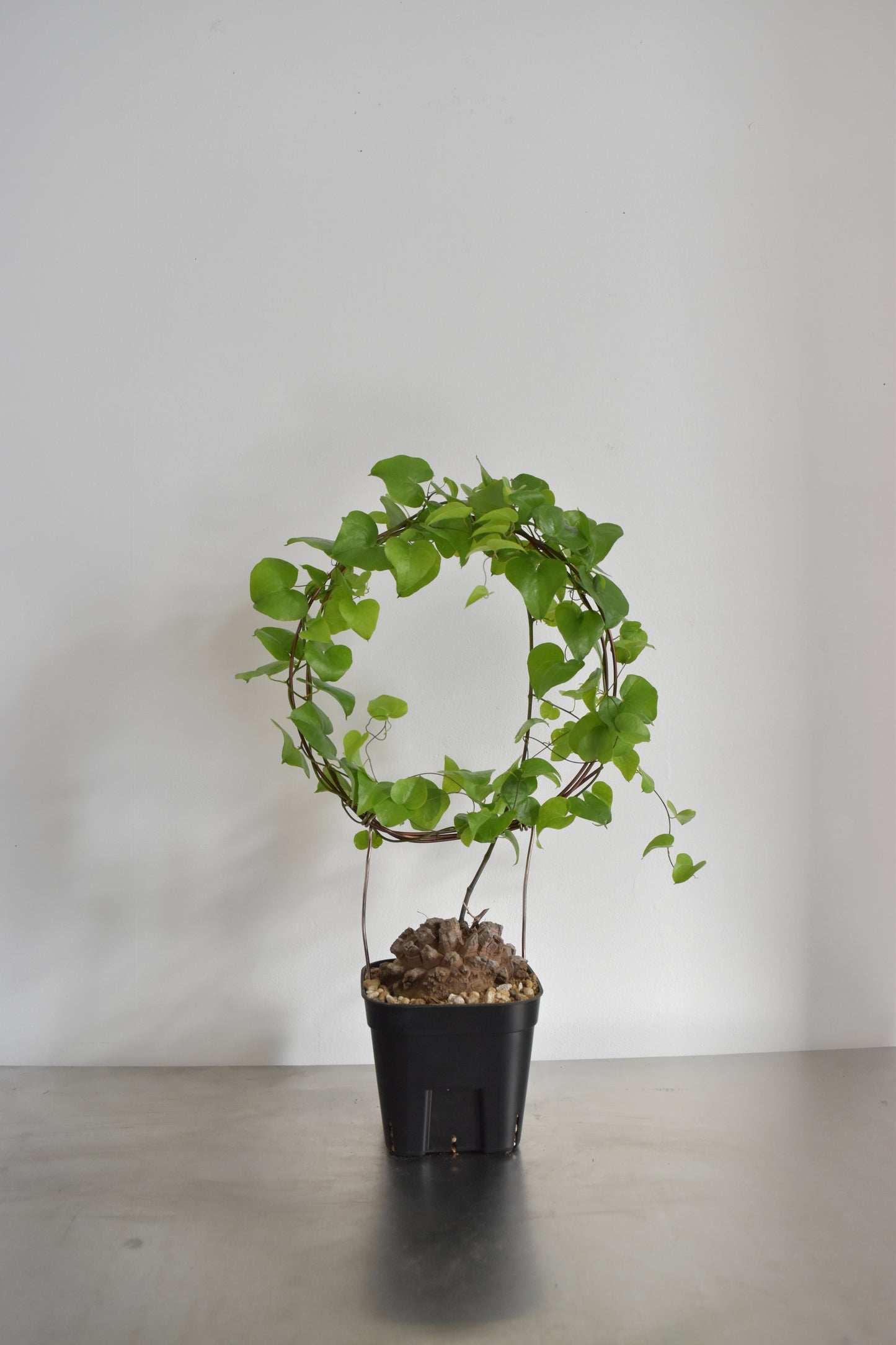 長谷川亀甲竜44