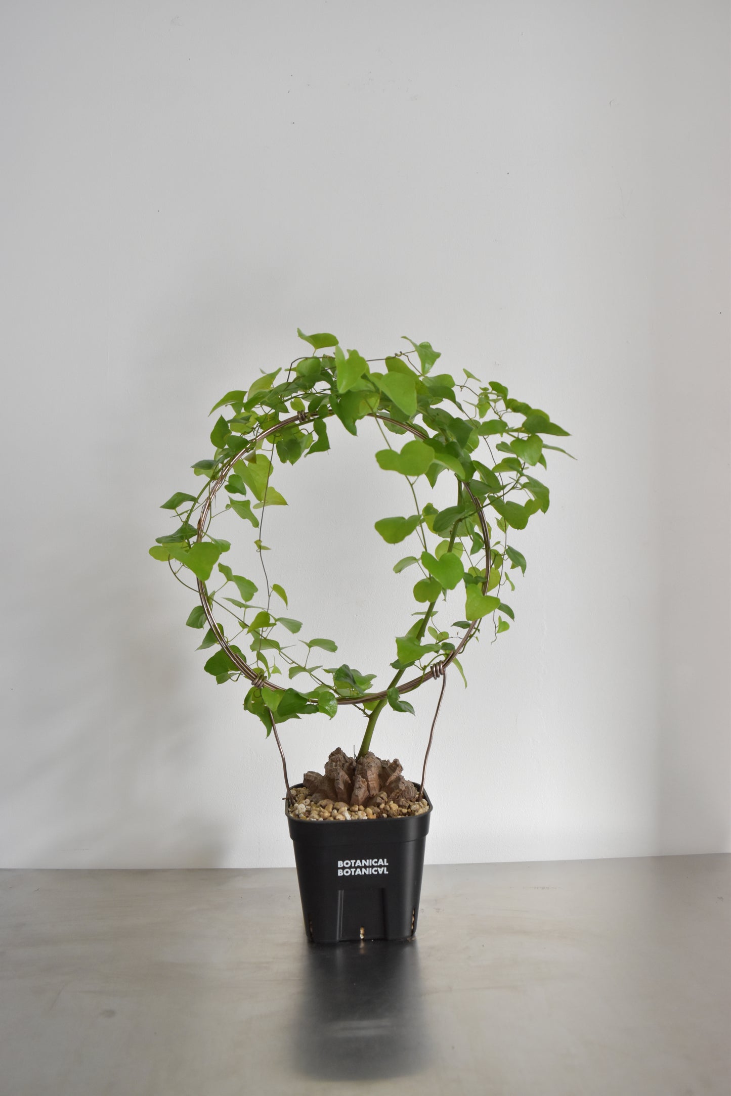 長谷川亀甲竜18