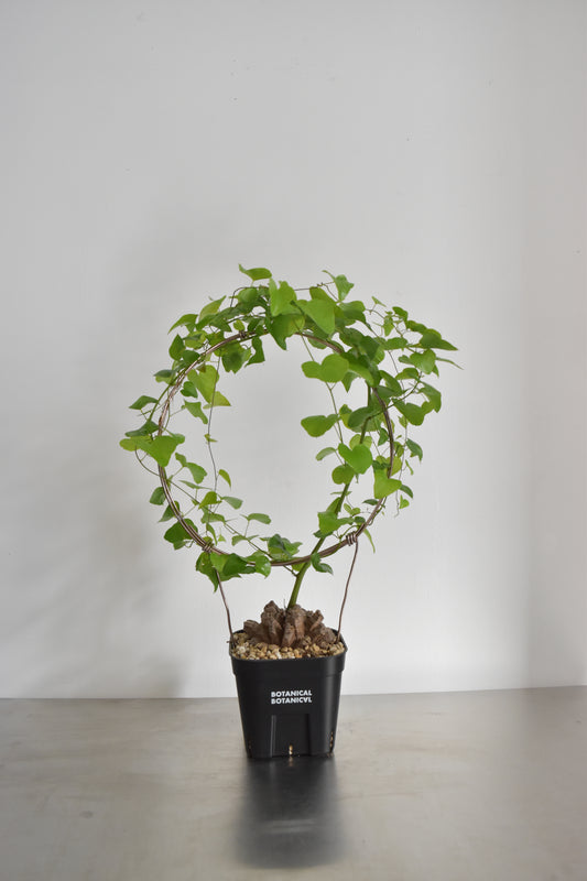 長谷川亀甲竜18