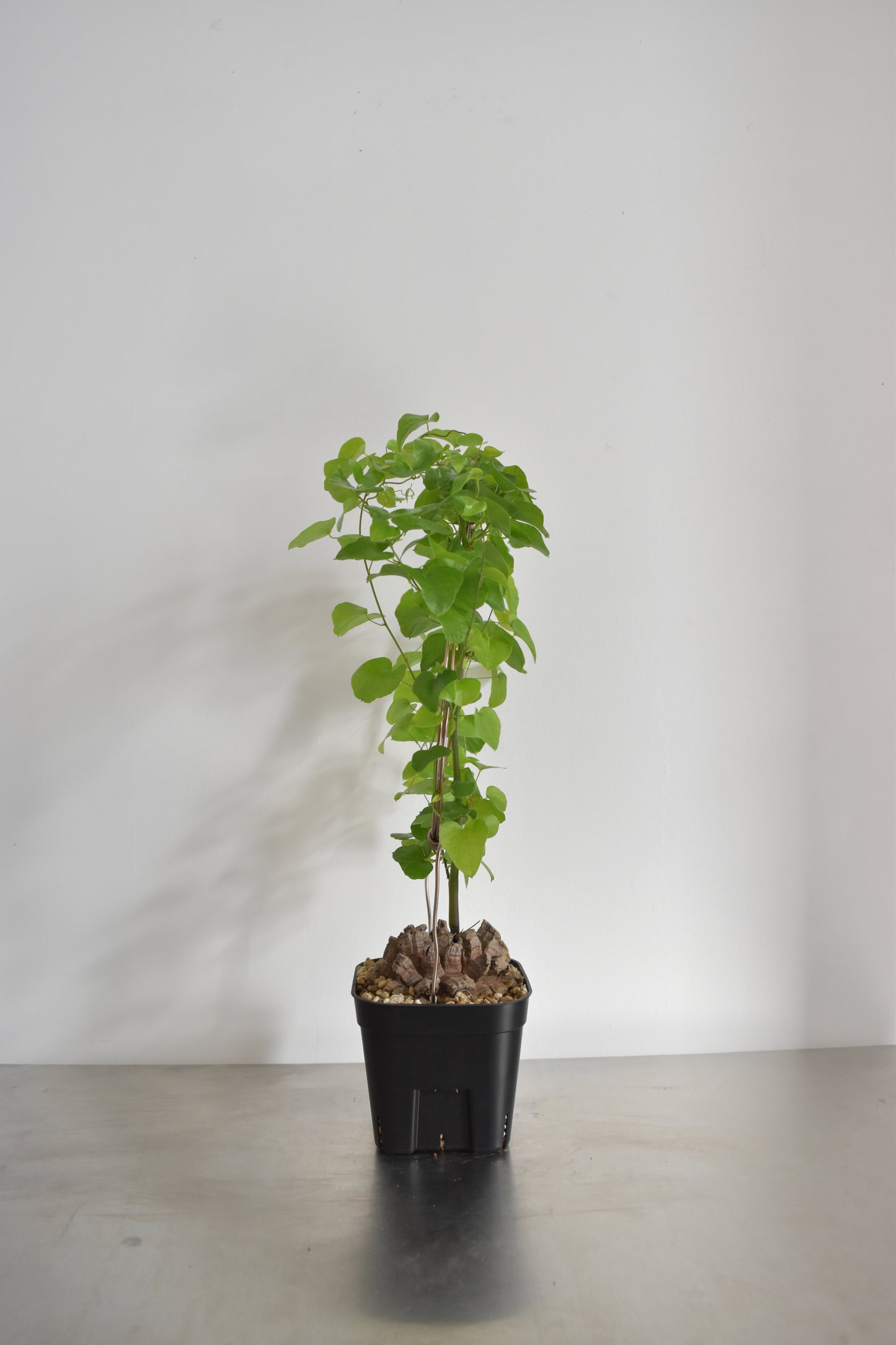 長谷川亀甲竜18