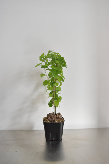 長谷川亀甲竜18