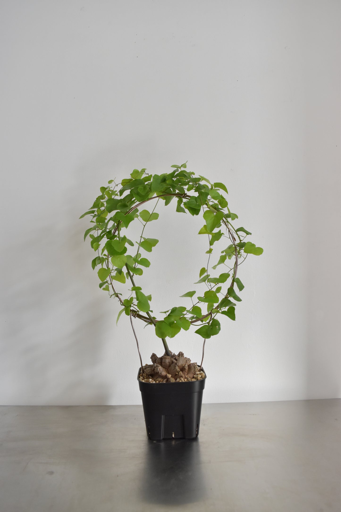 長谷川亀甲竜18