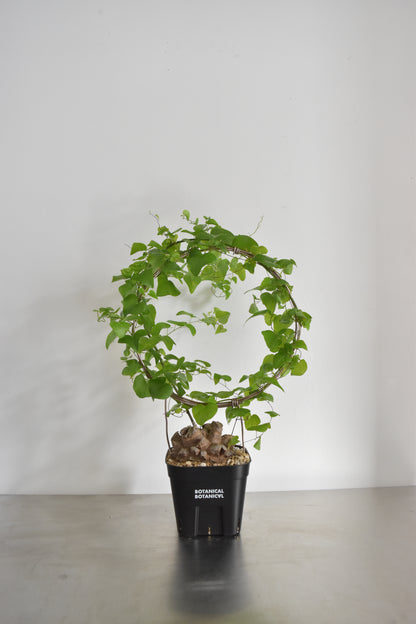 長谷川亀甲竜25