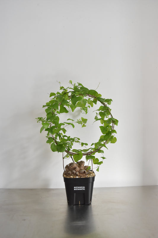 長谷川亀甲竜25