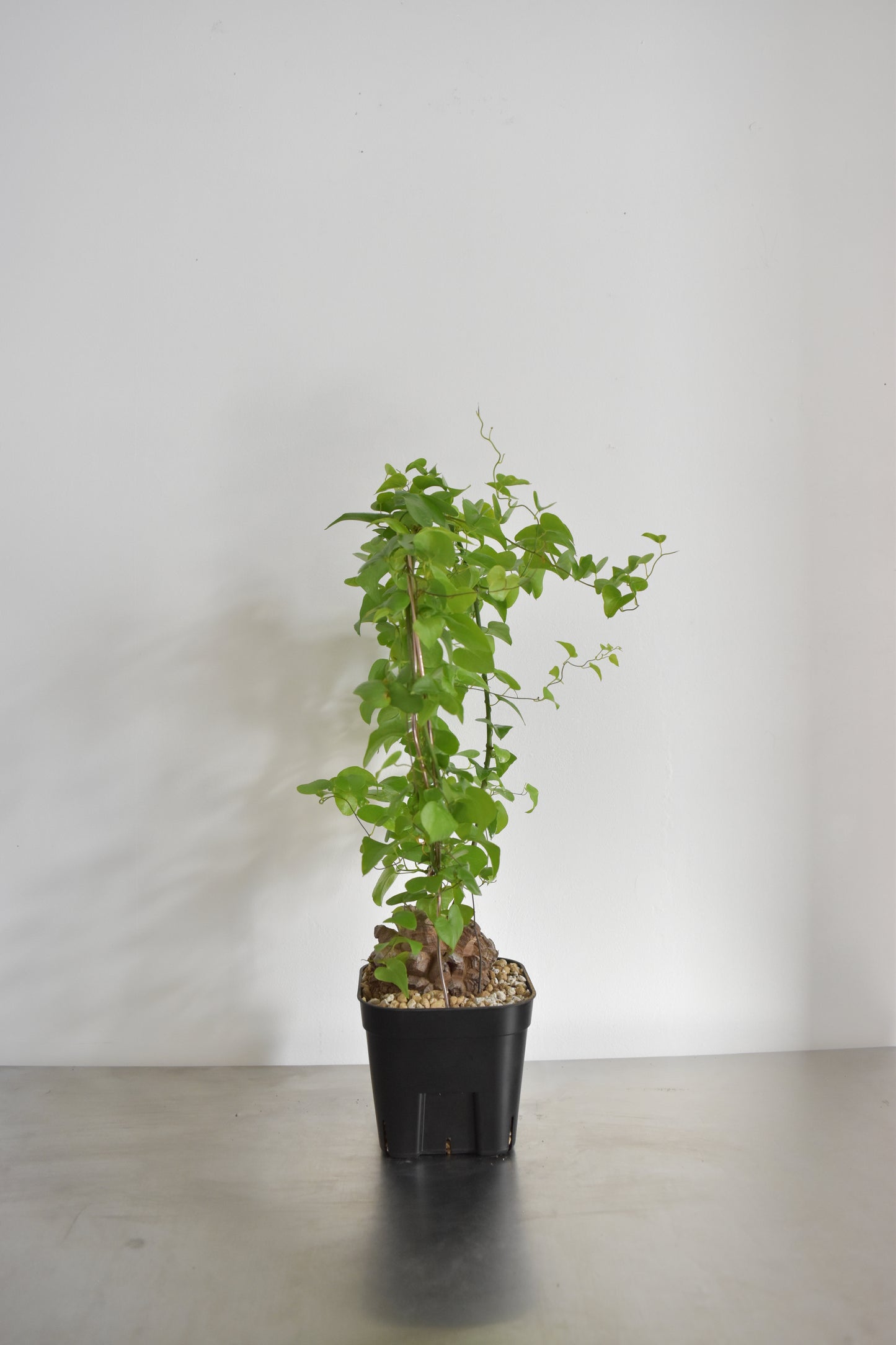 長谷川亀甲竜25