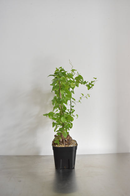 長谷川亀甲竜25