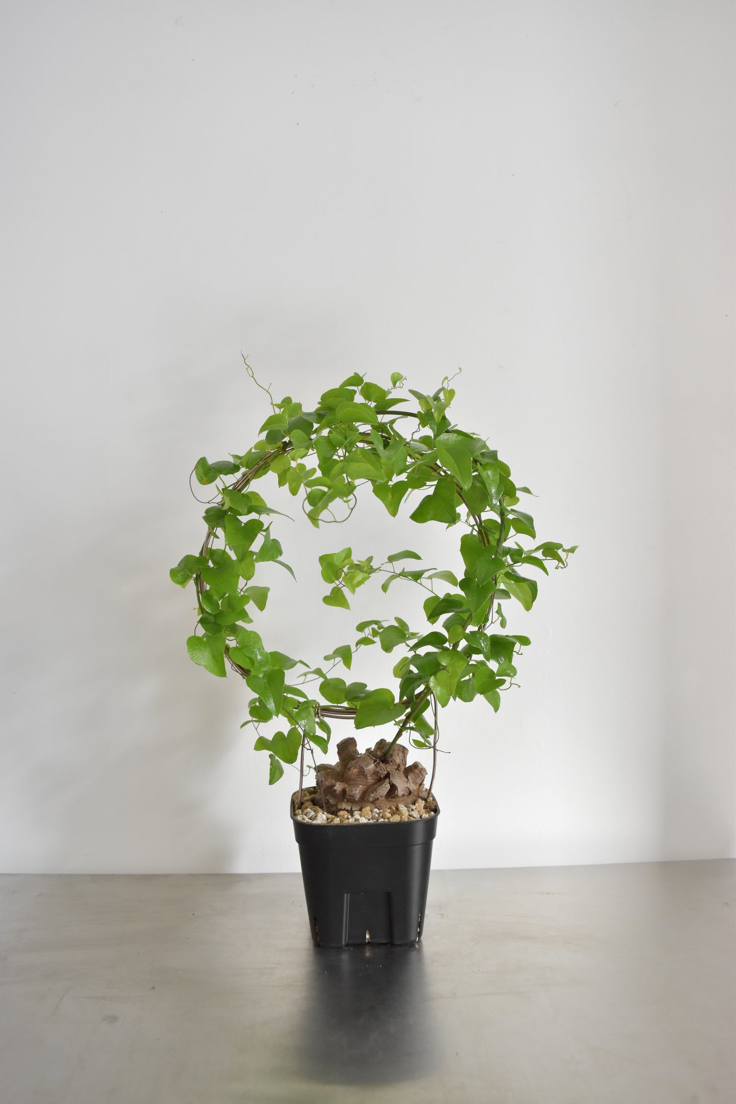 長谷川亀甲竜25