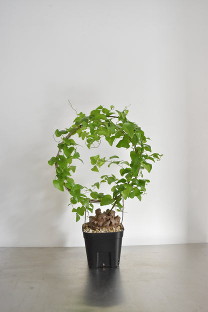 長谷川亀甲竜25