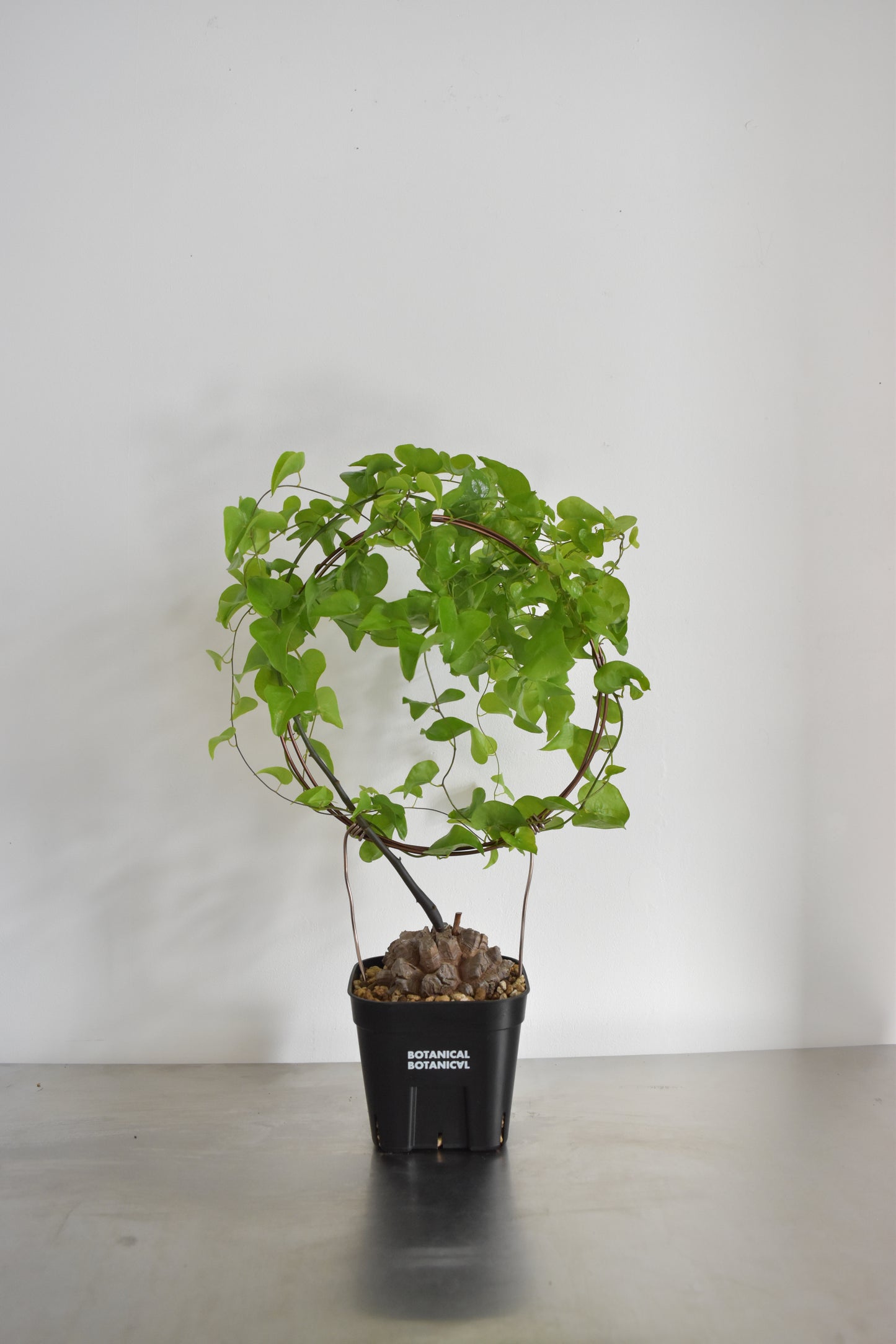 長谷川亀甲竜14