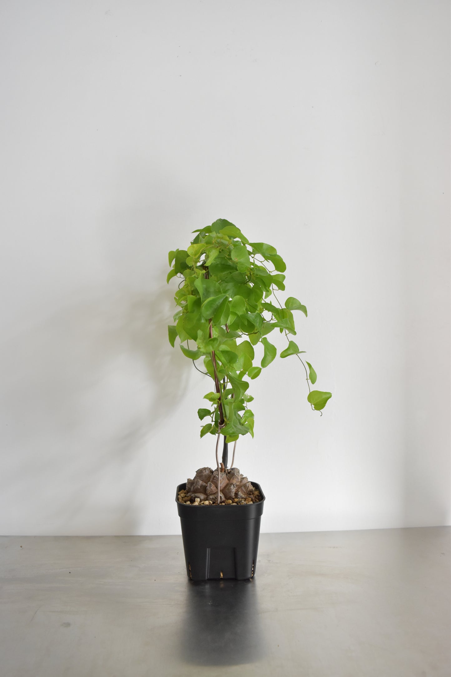 長谷川亀甲竜14