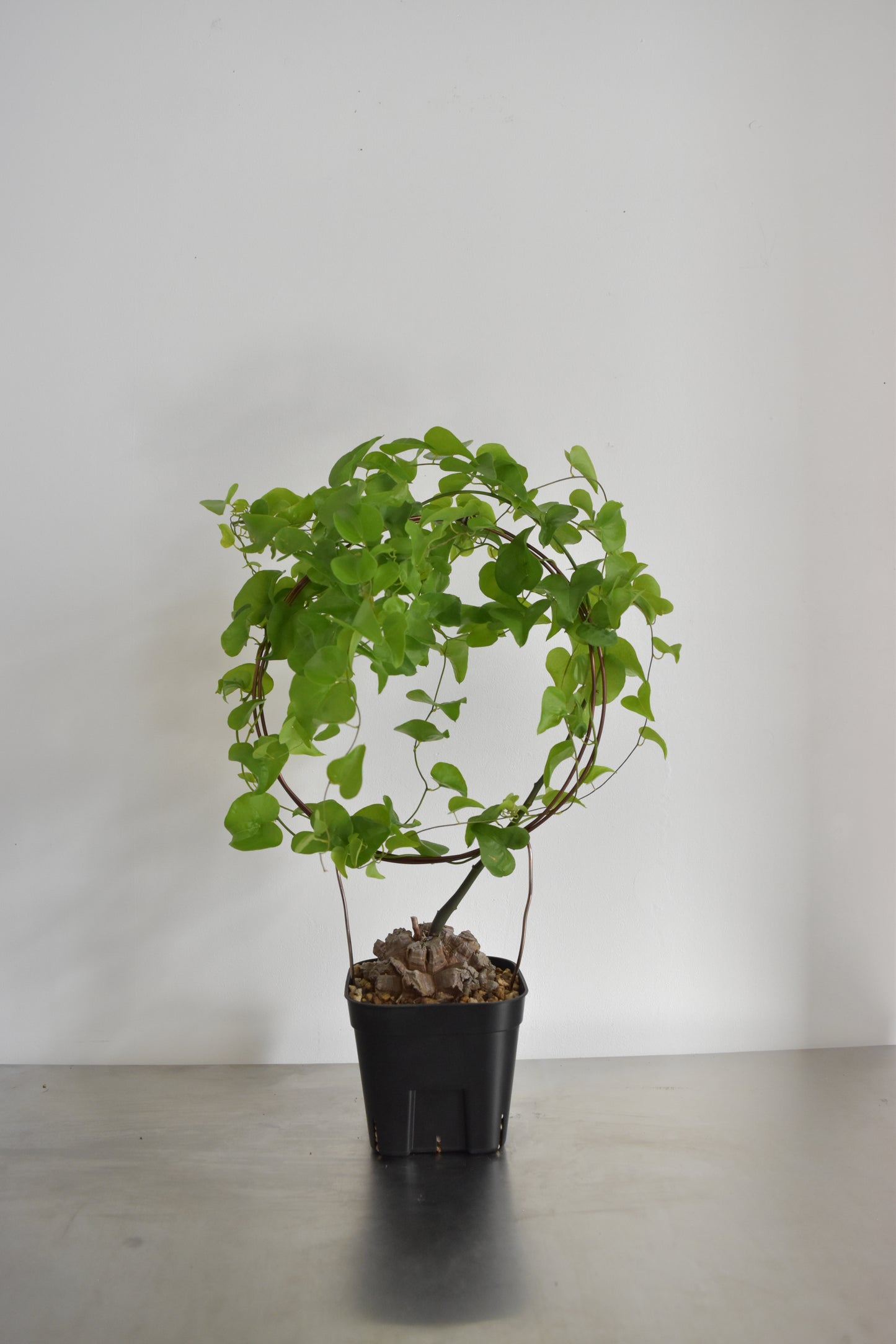 長谷川亀甲竜14