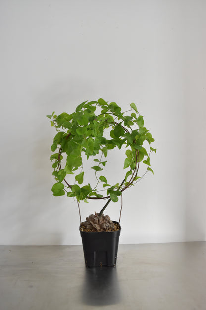 長谷川亀甲竜14