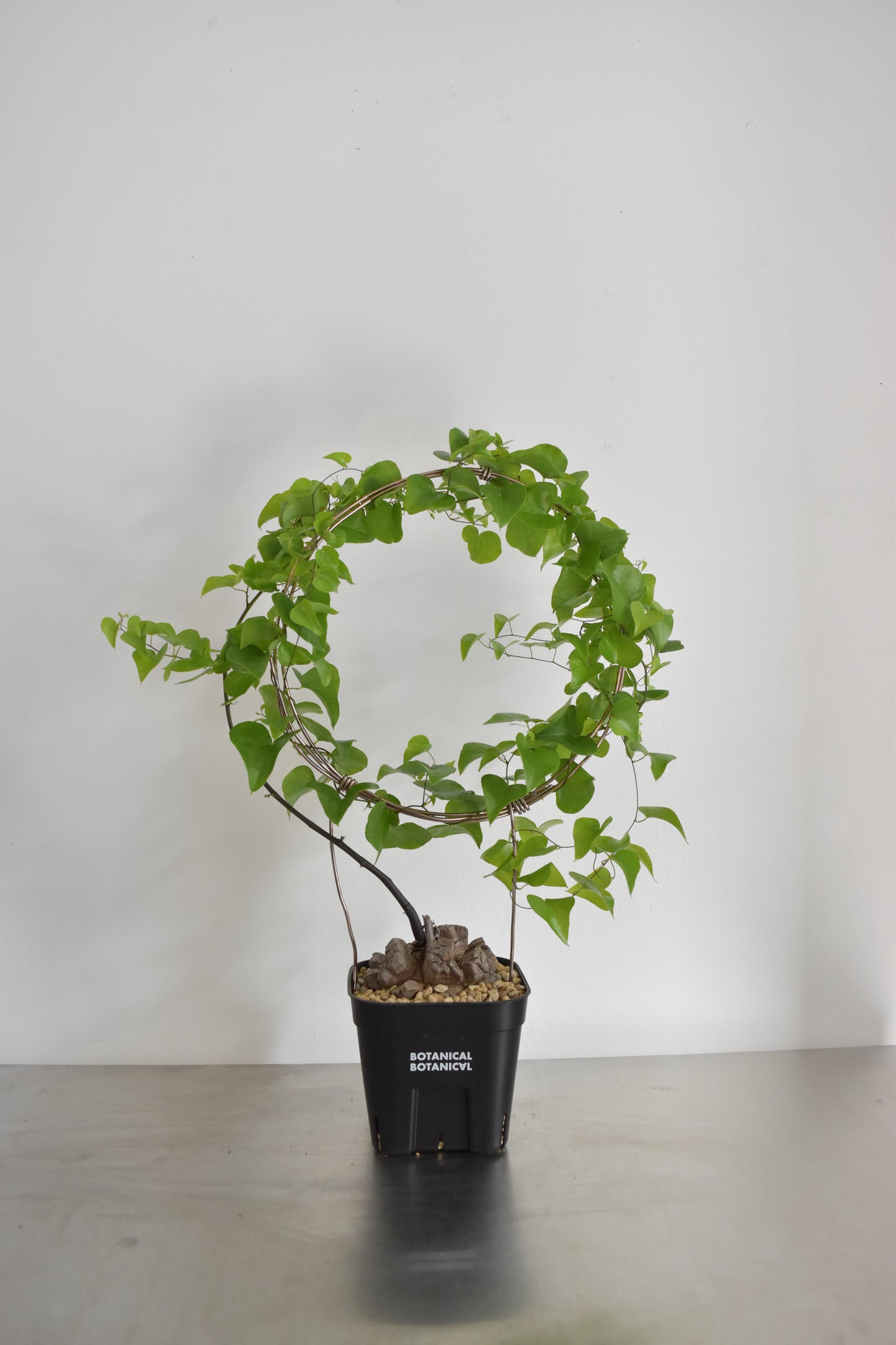 長谷川亀甲竜16