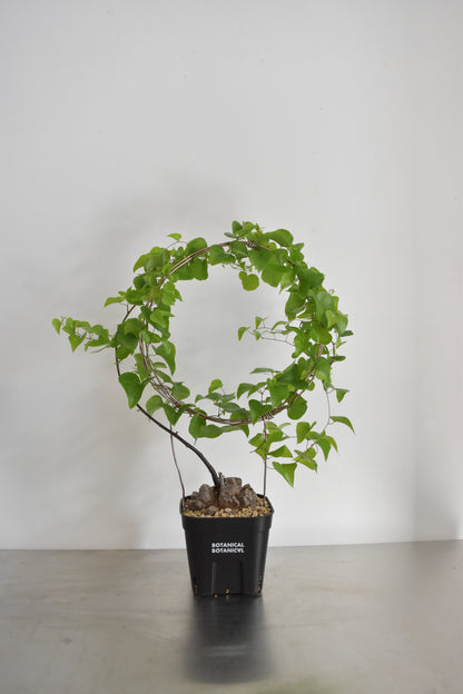 長谷川亀甲竜16