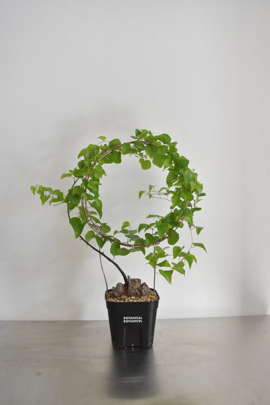 長谷川亀甲竜16