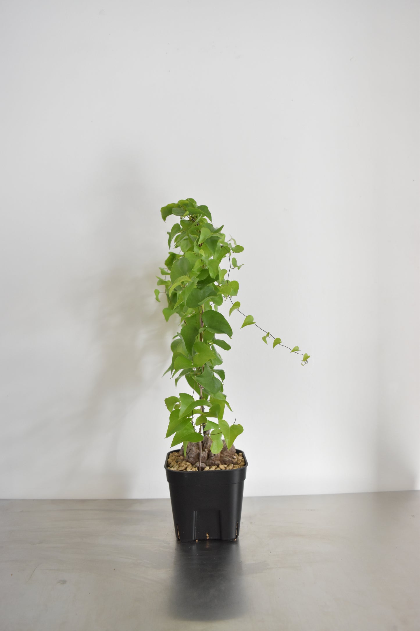 長谷川亀甲竜16