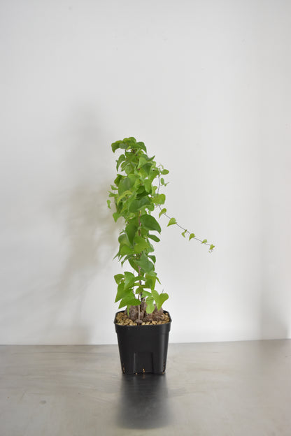 長谷川亀甲竜16